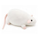 Souris