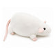 Souris